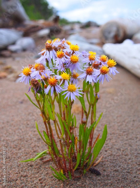 Fototapeta Sea aster in a zone litoralis
