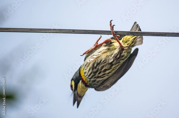 Obraz Bird : Bee-eater