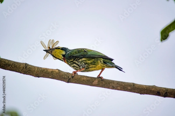 Obraz Bird : Bee-eater