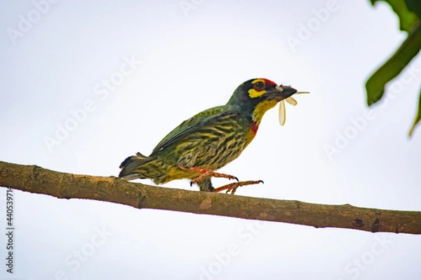 Obraz Bird : Bee-eater
