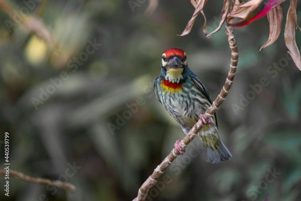 Obraz Bird : Bee-eater