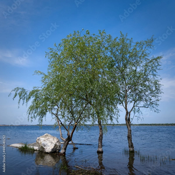 Obraz Trees growing in water