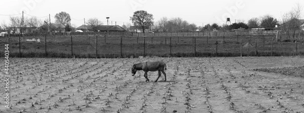 Obraz Enclosed Donkey