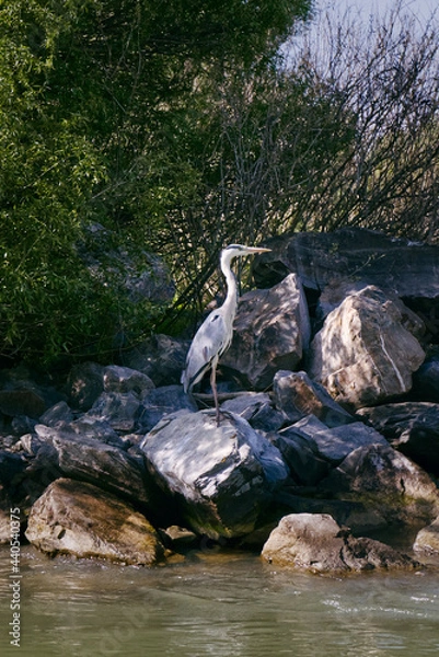 Obraz Danube Delta Heron, low-resolution crop.
