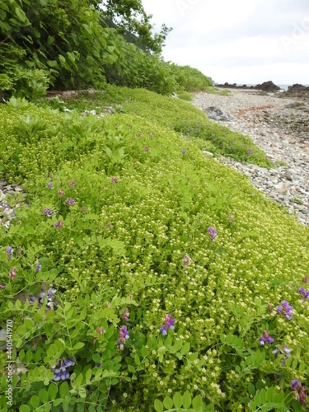 Obraz 津軽半島ハマハコベとハマエンドウ