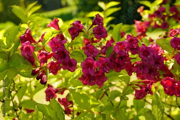 Fototapeta Wejgelia "red prince' - bush blooming on spring green background  