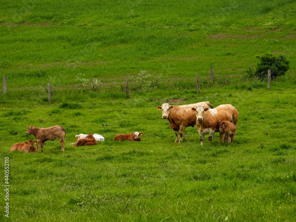 Fototapeta cows grazing in a field
