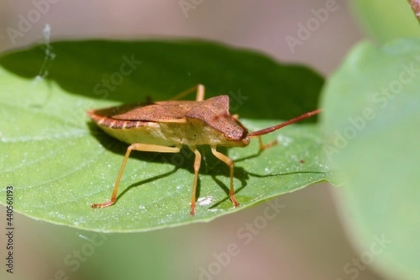 Obraz bug on a leaf