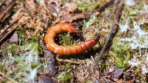 Obraz worm on a tree