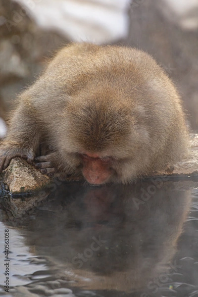 Fototapeta Snow Monkey