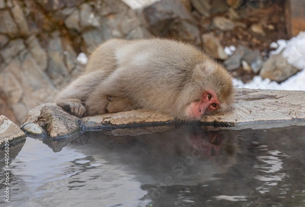 Fototapeta Snow monkey