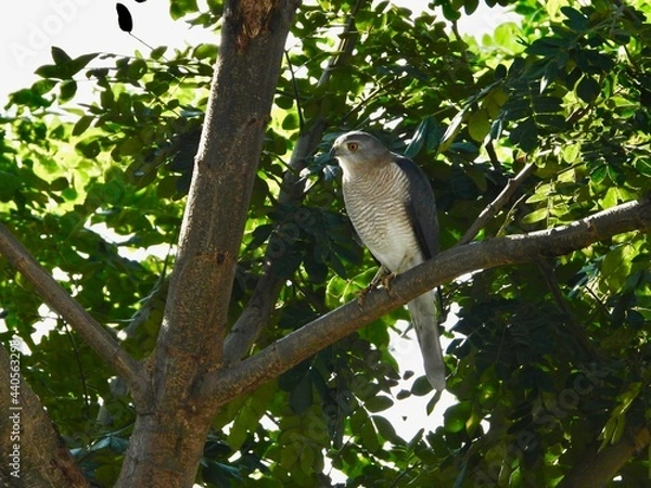 Fototapeta bird on a tree - SHIKRA 