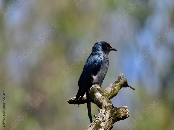 Fototapeta blackbird on a branch - BLACK DRANGO 