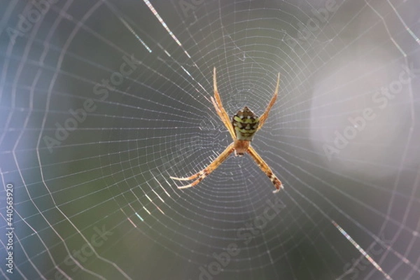 Fototapeta SPIDER AND WEB 
BEAUTIFUL WEB TO TRAP PREY 