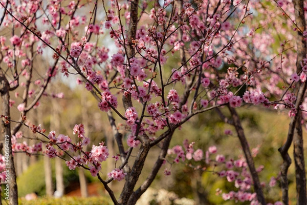 Fototapeta pink cherry blossom