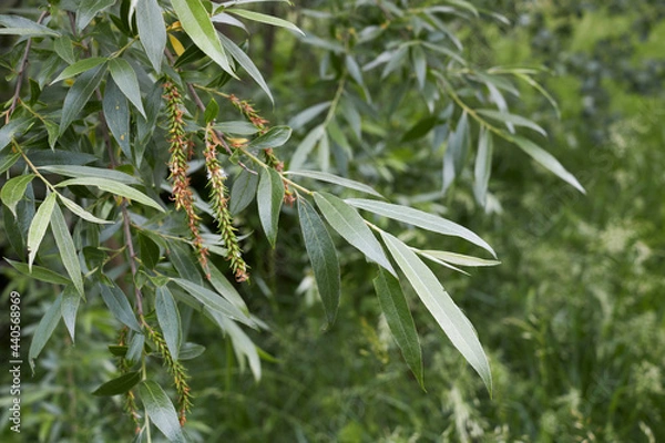 Obraz Salix alba 