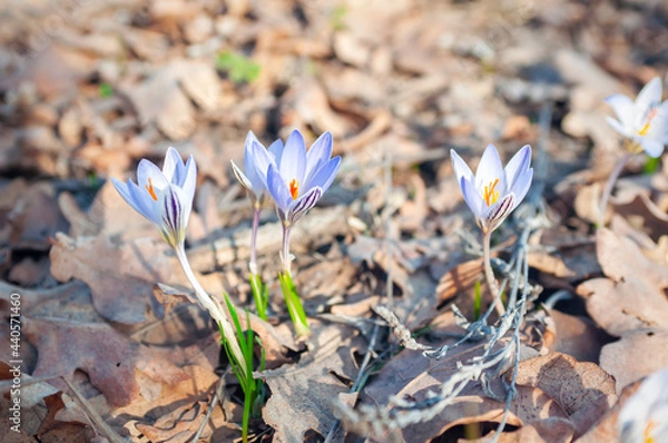 Obraz spring crocus flowers