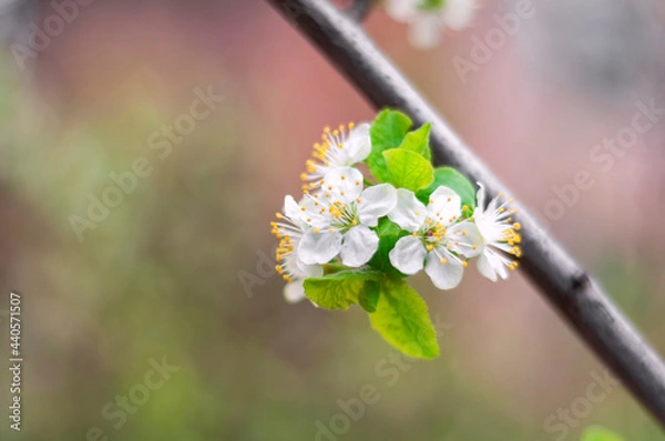 Obraz blossom in spring