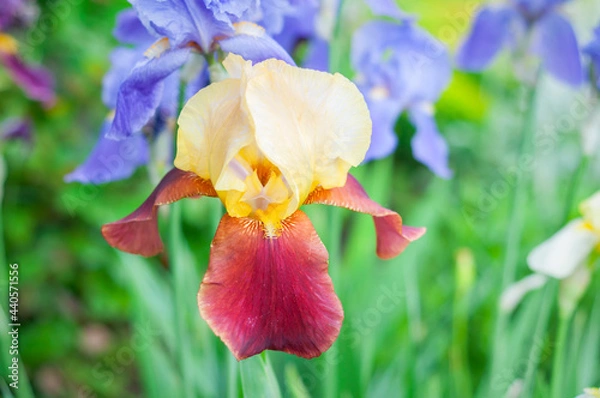 Obraz yellow iris flower