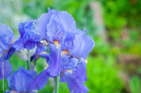 Obraz blue iris flower