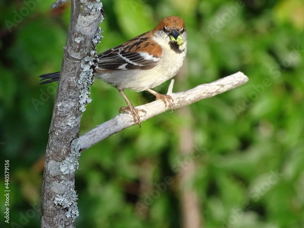 Obraz Indian sparrow