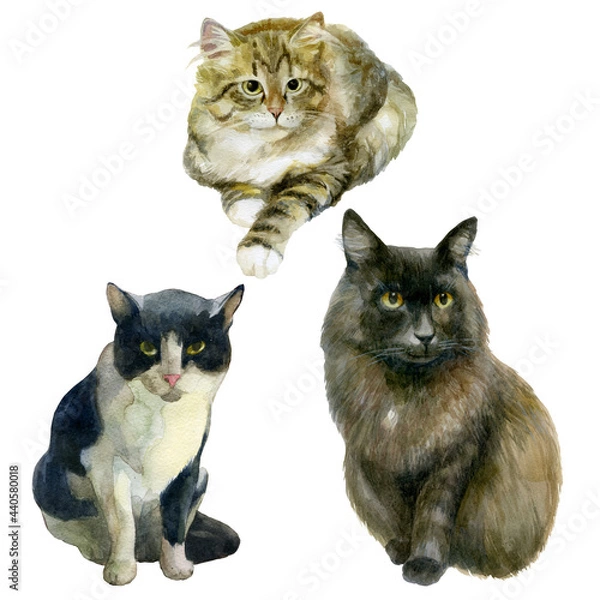 Obraz Watercolor illustration, set. Images of cats. Black, tabby and fluffy cats.