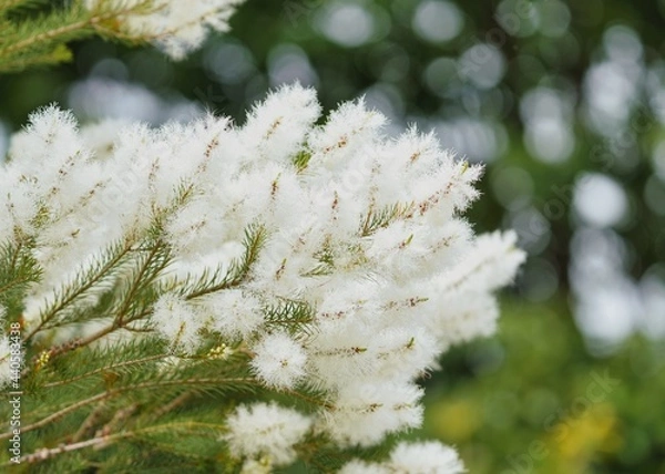 Obraz 白いフワフワのティートゥリー