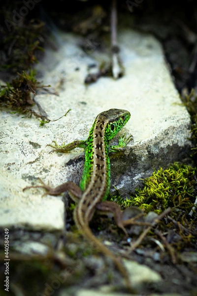 Obraz Zauneidechse im Wald aud einem Stein