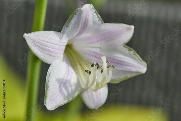 Obraz ギボウシの花