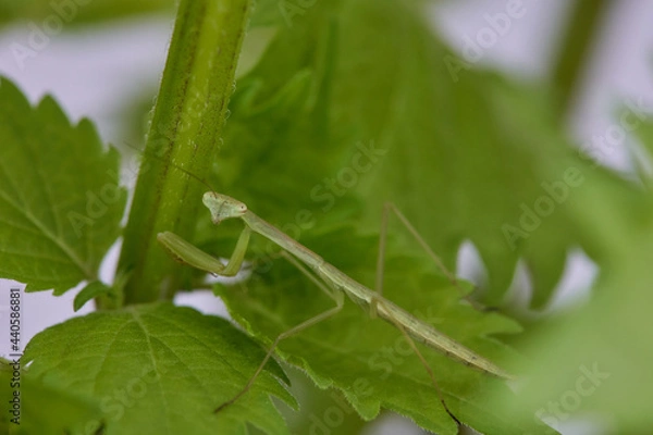 Obraz こちらを凝視