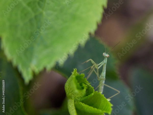 Obraz 庭のハンター