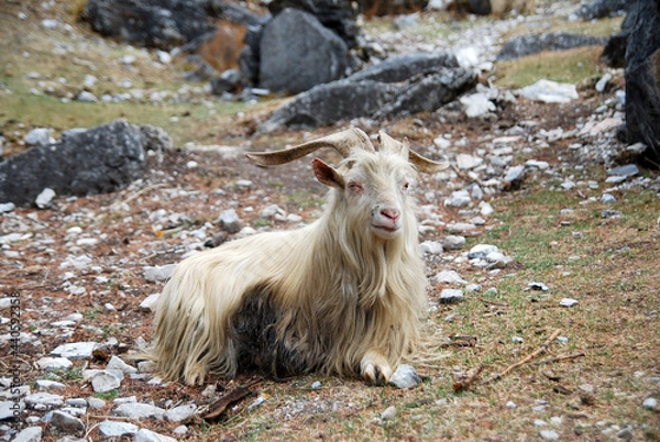 Fototapeta Beautiful white tibet goats is sitting at foot of the hill of Yading national park , Daocheng , China - animal in the national park and outdoor travel