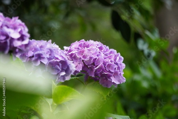 Fototapeta あじさい