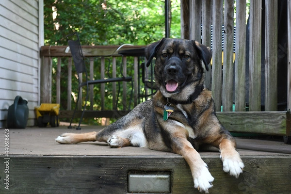 Obraz german shepherd dog