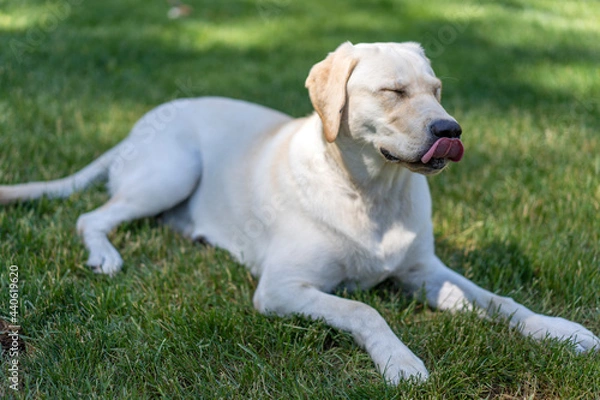 Obraz Zoey Puppy Dog