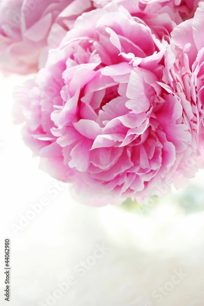 Fototapeta シャクヤク