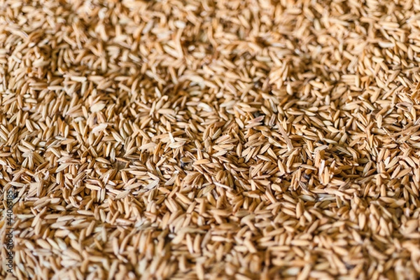 Fototapeta Paddy rice of thailand