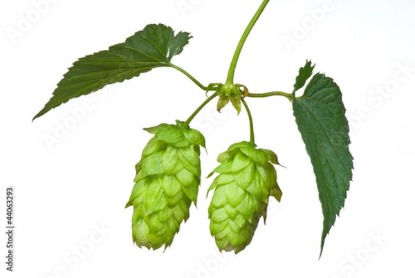 Fototapeta hop cones