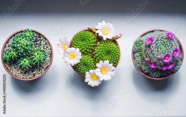 Fototapeta Blooming indoor cacti are in a row on the windowsill, top view