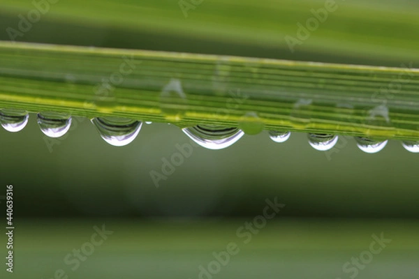 Obraz Wassertropfen auf Grashalm