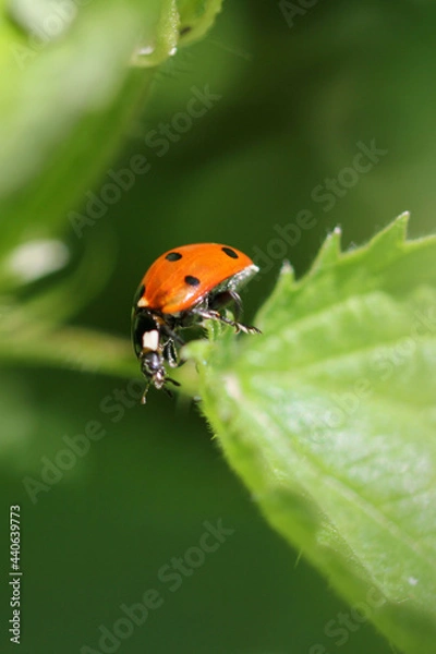 Obraz Marienkäfer auf Blatt