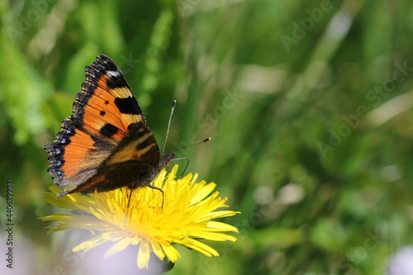 Obraz Schmetterling auf Blüte