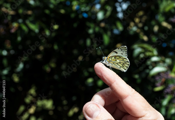 Fototapeta Borboleta pousada no dedo.