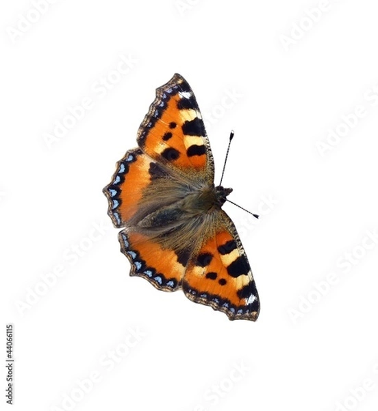 Obraz Papillon " La Petite Tortue"