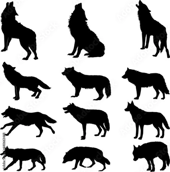 Obraz Silhouette of a wolf vector illustration isolated on white background