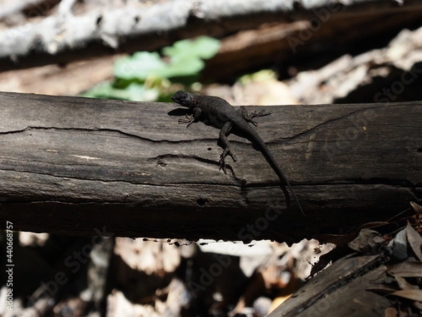 Obraz Lizard resting on a log