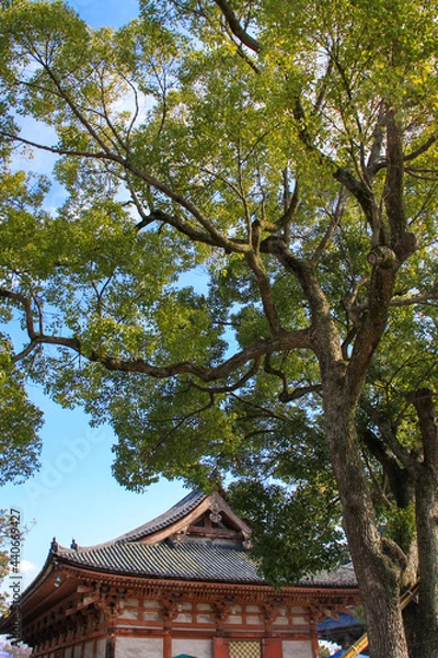 Fototapeta 東寺