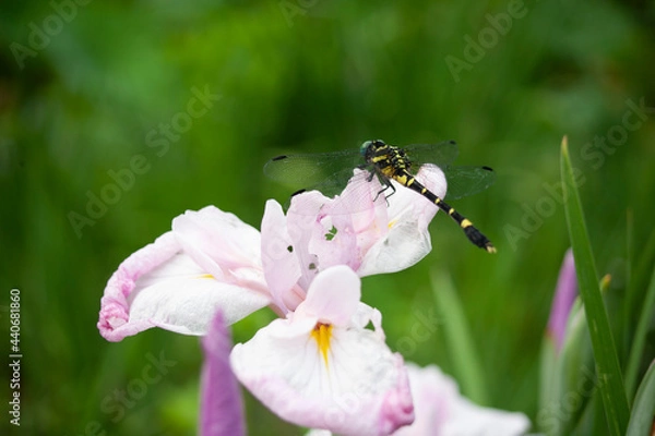 Obraz オニヤンマ