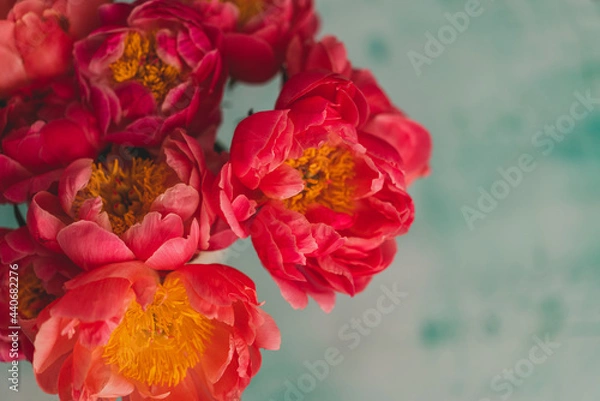 Obraz closeup of bouquet of coral peonies with turquoise background