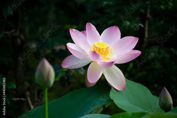 Fototapeta ピンクのハス